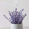 Serenity of Love : Lavender