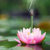 No In-Betwens : Lotus